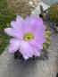 Preview: Acanthocalycium spiniflorum